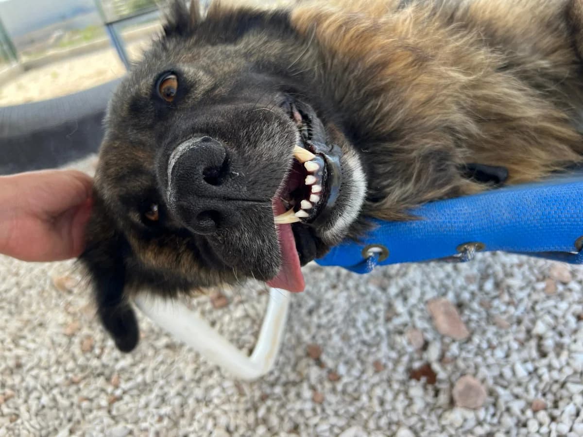 Bonnie, female mixed breed for adoption at Akira Dog Shelter — photo 6 of 8