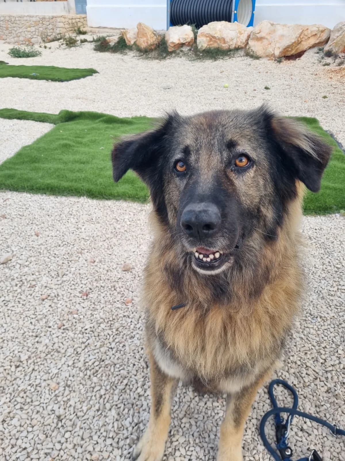 Bonnie, female mixed breed for adoption at Akira Dog Shelter — photo 7 of 8