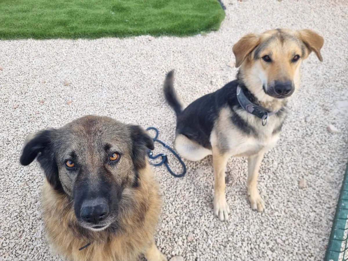 Bonnie, female mixed breed for adoption at Akira Dog Shelter — photo 8 of 8