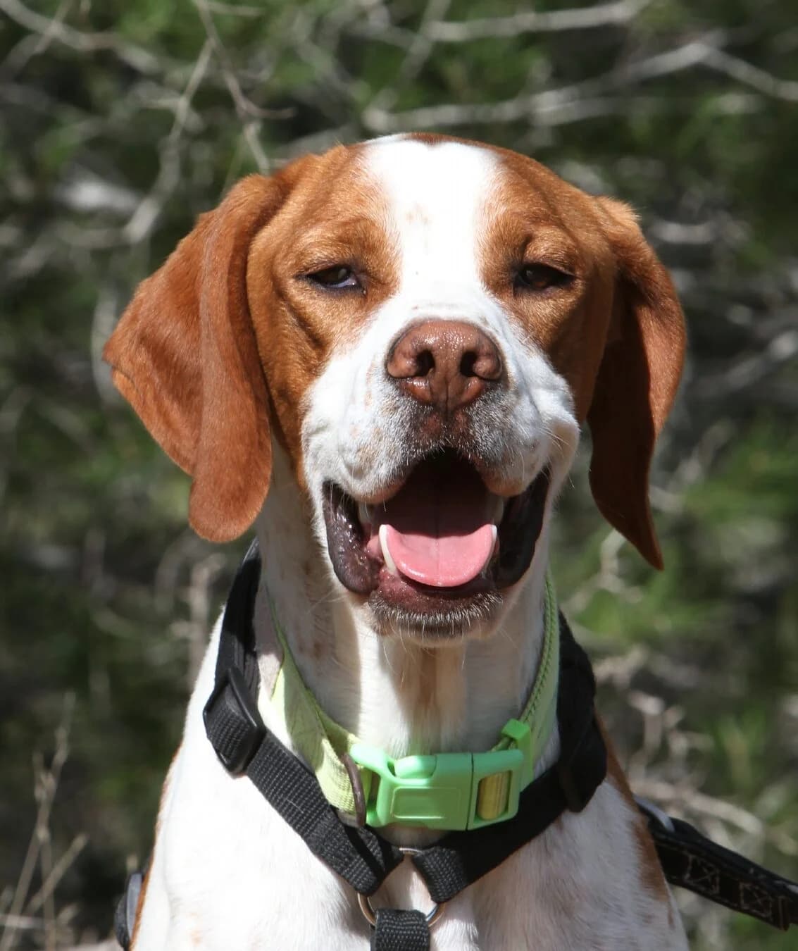 Bou, male Pointer for adoption at Akira Dog Shelter