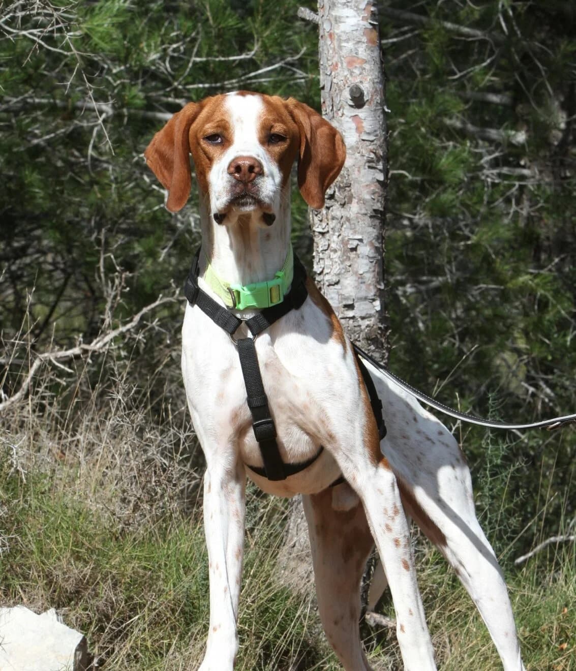 Bou, male Pointer for adoption at Akira Dog Shelter — photo 2 of 7