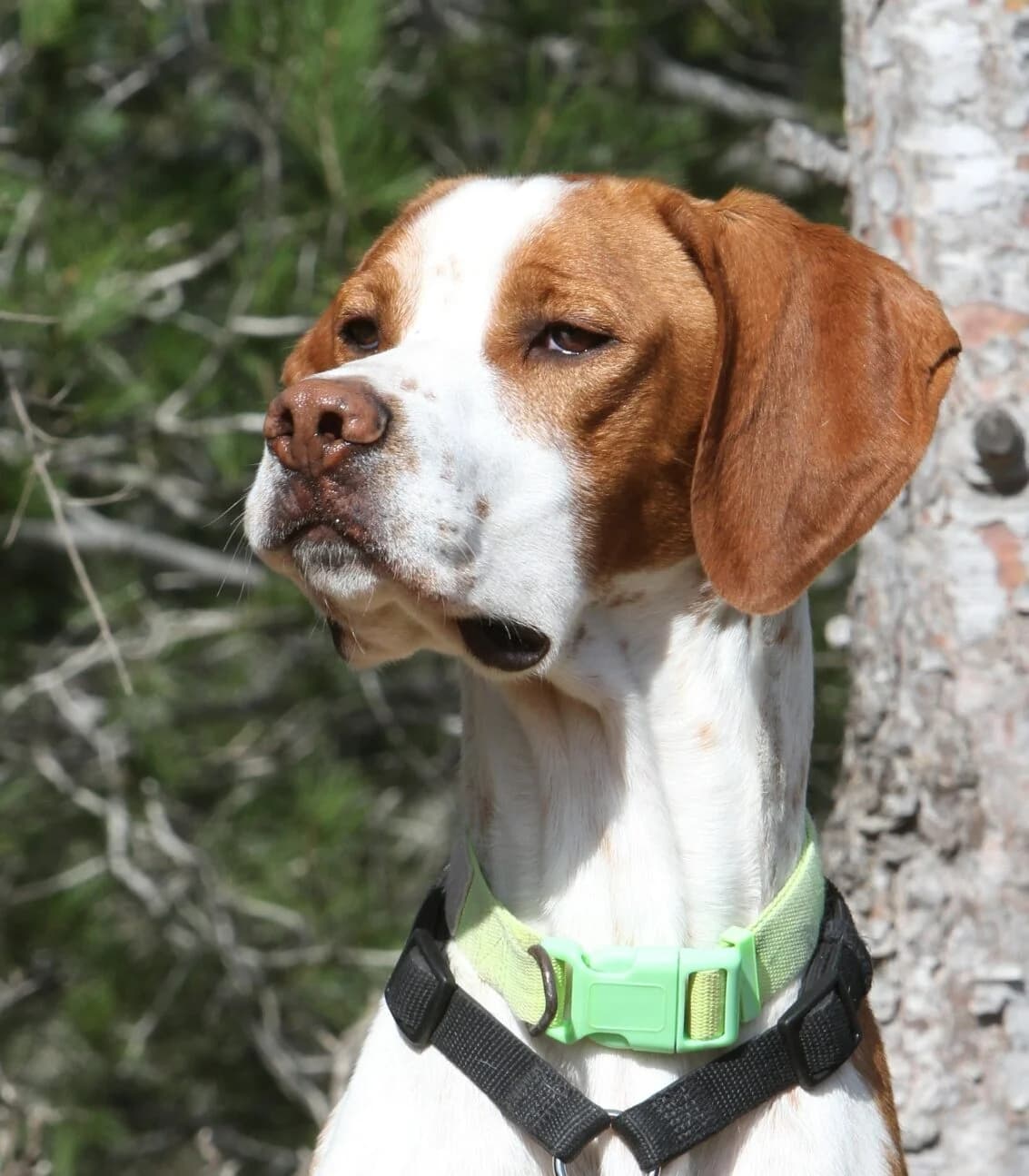 Bou, male Pointer for adoption at Akira Dog Shelter — photo 3 of 7