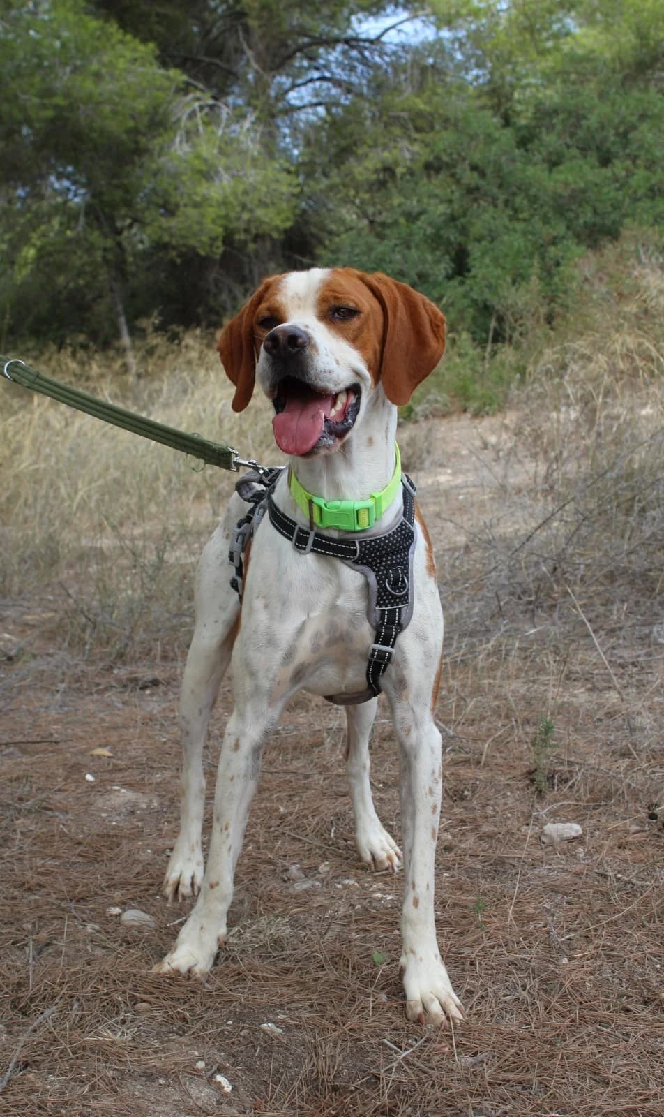 Bou, male Pointer for adoption at Akira Dog Shelter — photo 4 of 7