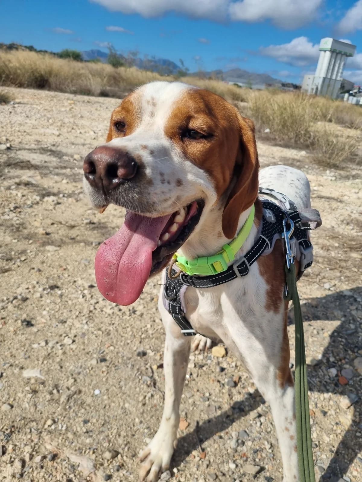 Bou, male Pointer for adoption at Akira Dog Shelter — photo 5 of 7