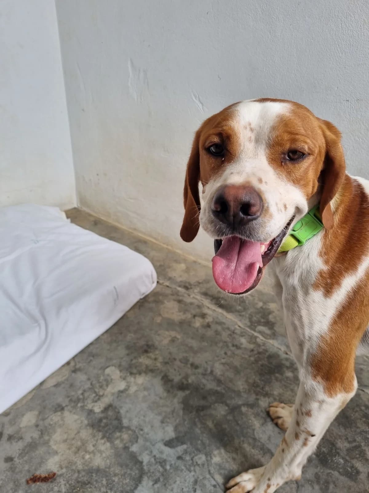 Bou, male Pointer for adoption at Akira Dog Shelter — photo 6 of 7