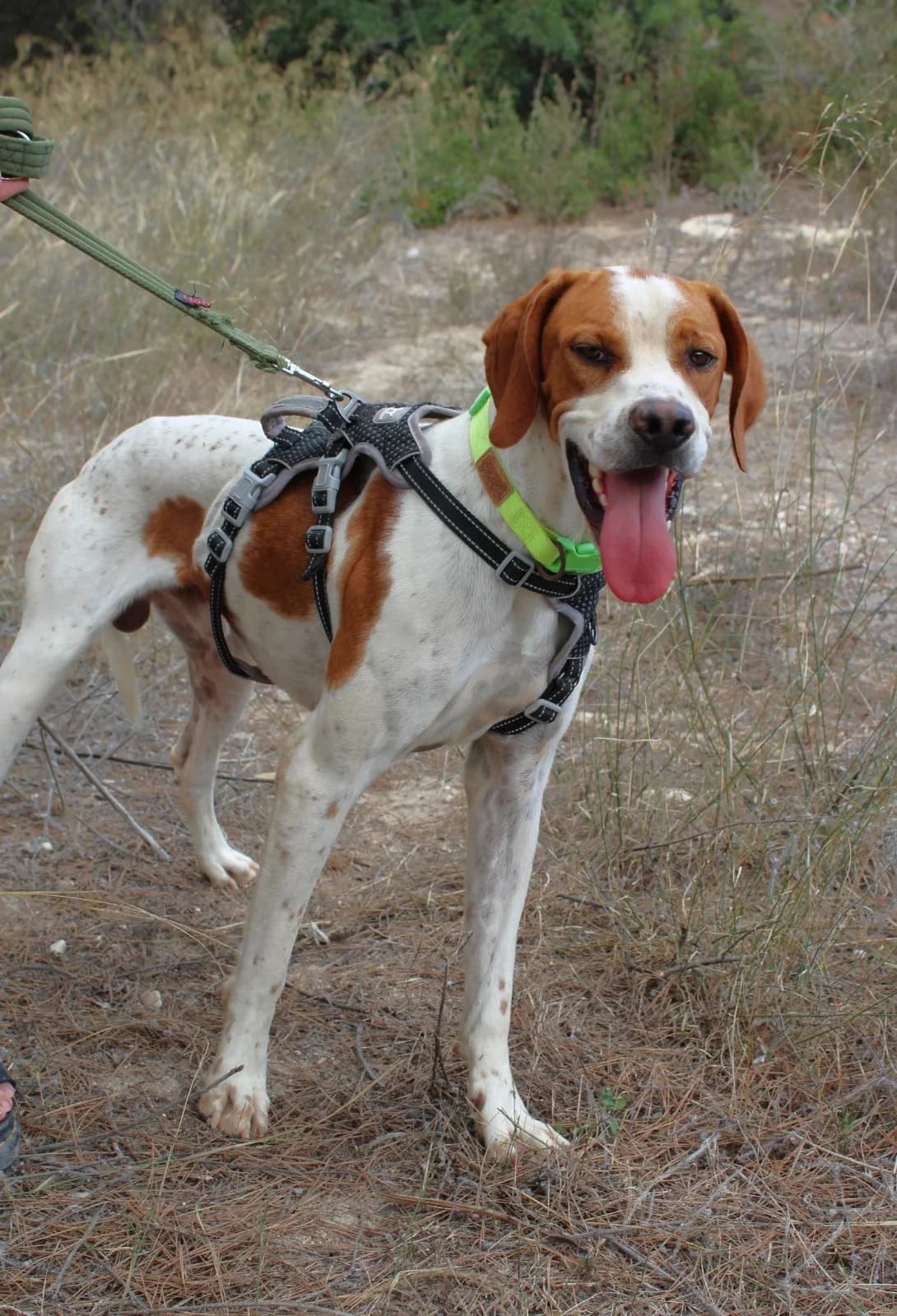 Bou, male Pointer for adoption at Akira Dog Shelter — photo 7 of 7