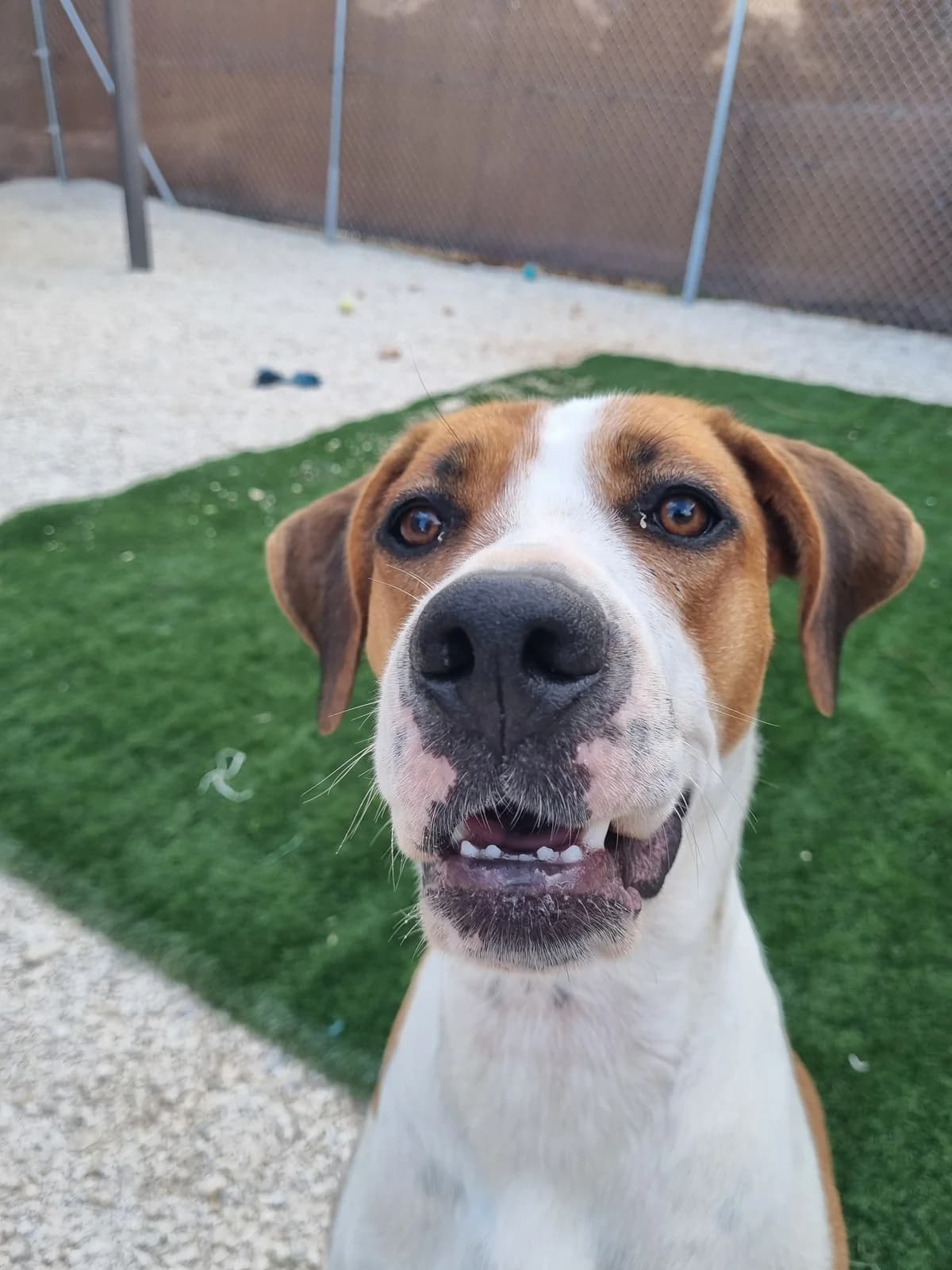 Bubble, female mixed breed for adoption at Akira Dog Shelter