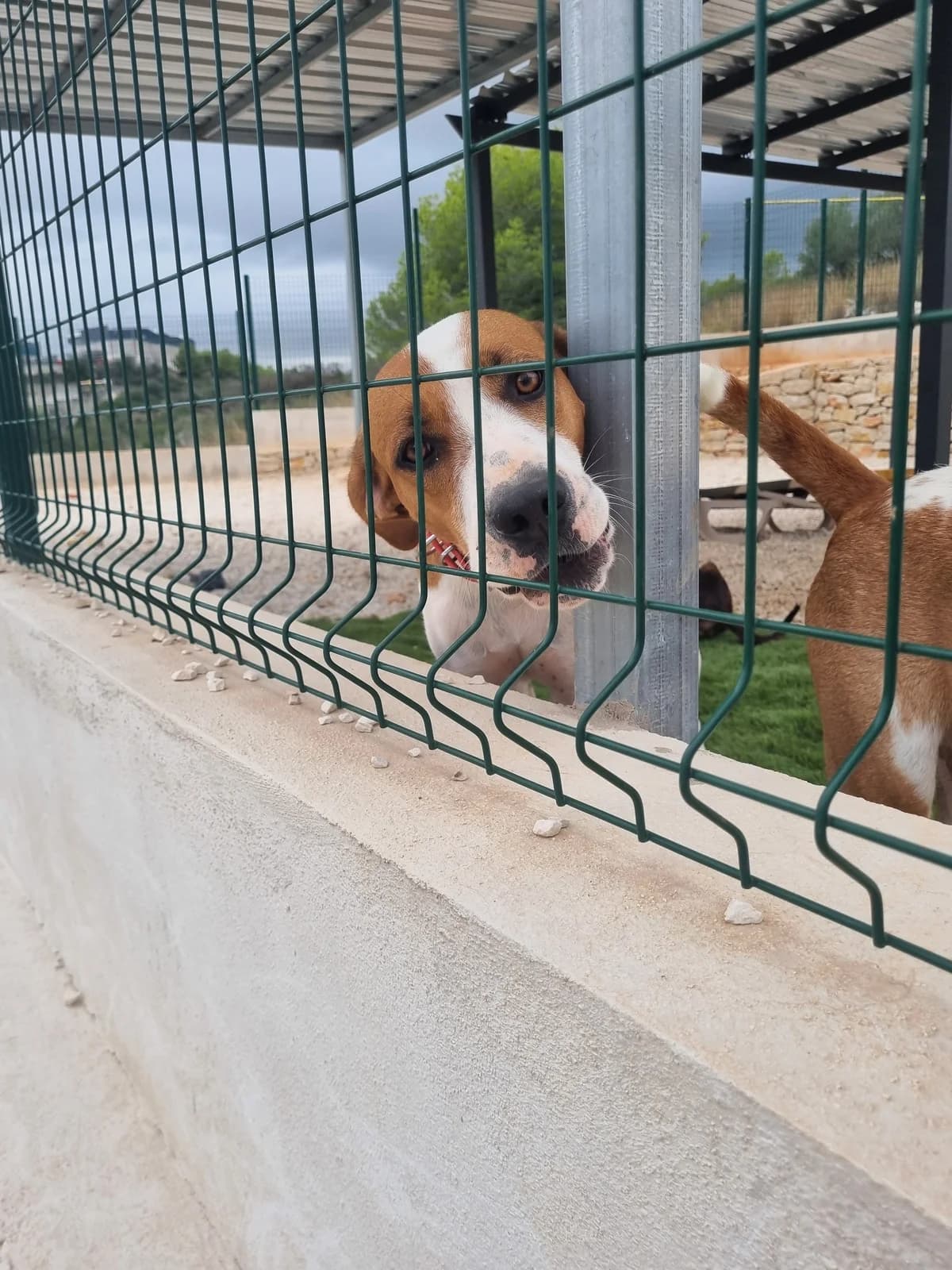 Bubble, female mixed breed for adoption at Akira Dog Shelter — photo 2 of 8