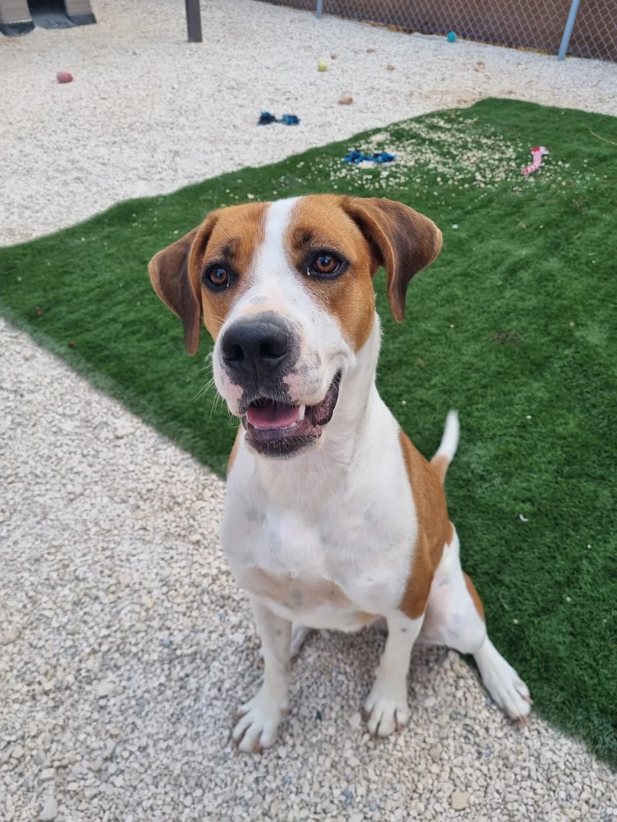 Bubble, female mixed breed for adoption at Akira Dog Shelter — photo 3 of 8