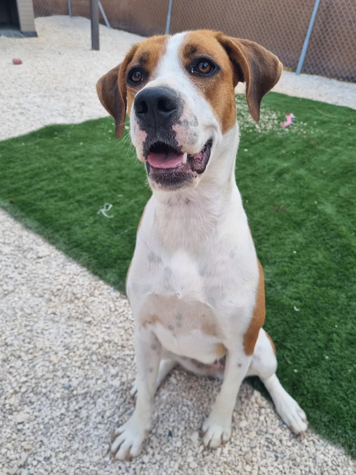 Bubble, female mixed breed for adoption at Akira Dog Shelter — photo 4 of 8