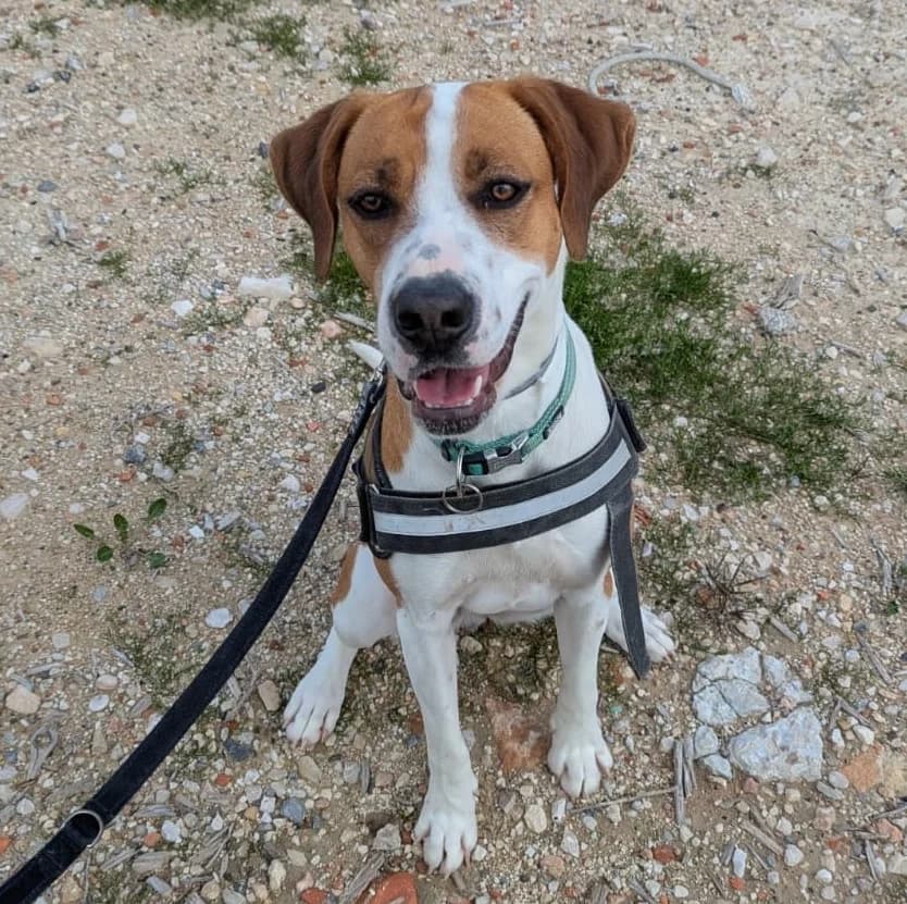 Bubble, female mixed breed for adoption at Akira Dog Shelter — photo 5 of 8