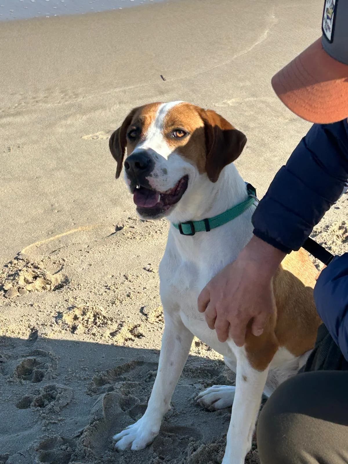 Bubble, female mixed breed for adoption at Akira Dog Shelter — photo 7 of 8