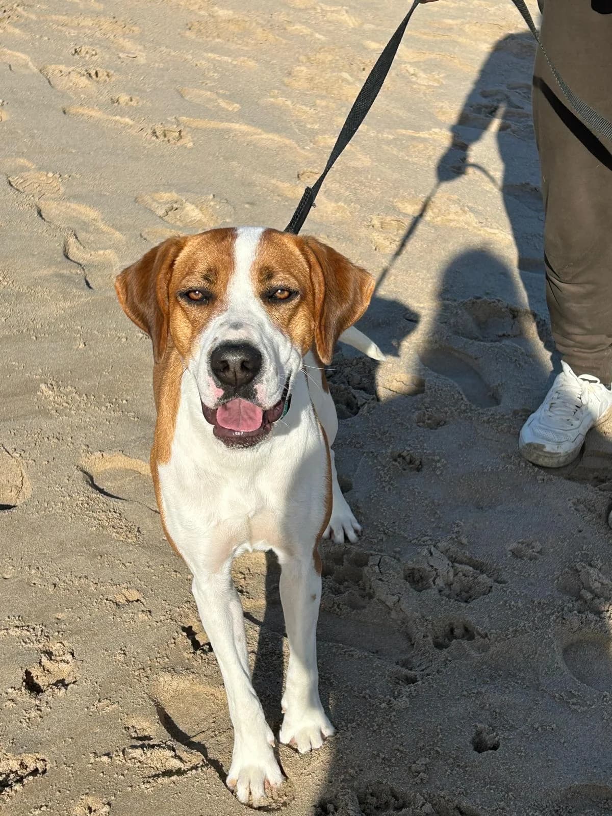 Bubble, female mixed breed for adoption at Akira Dog Shelter — photo 8 of 8