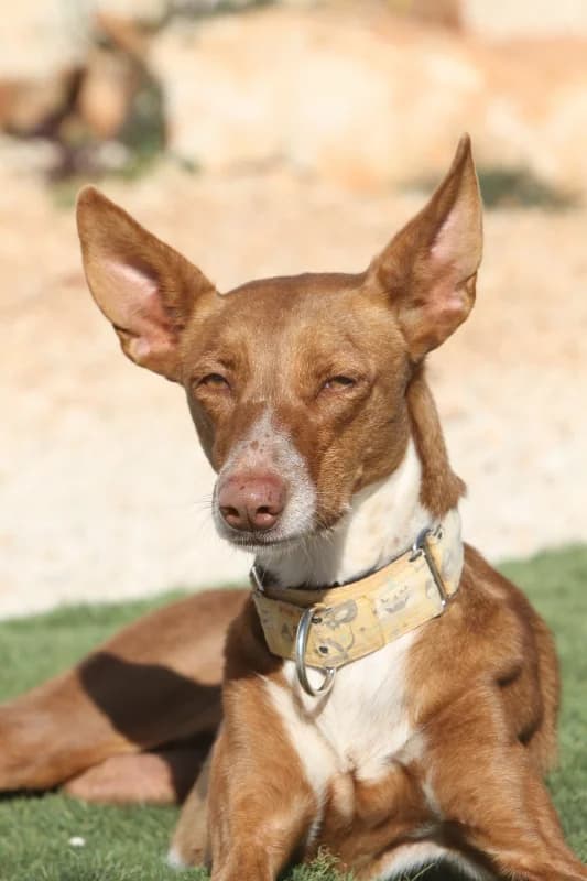 Canela, female 4yo Podenco for adoption at Akira Dog Shelter