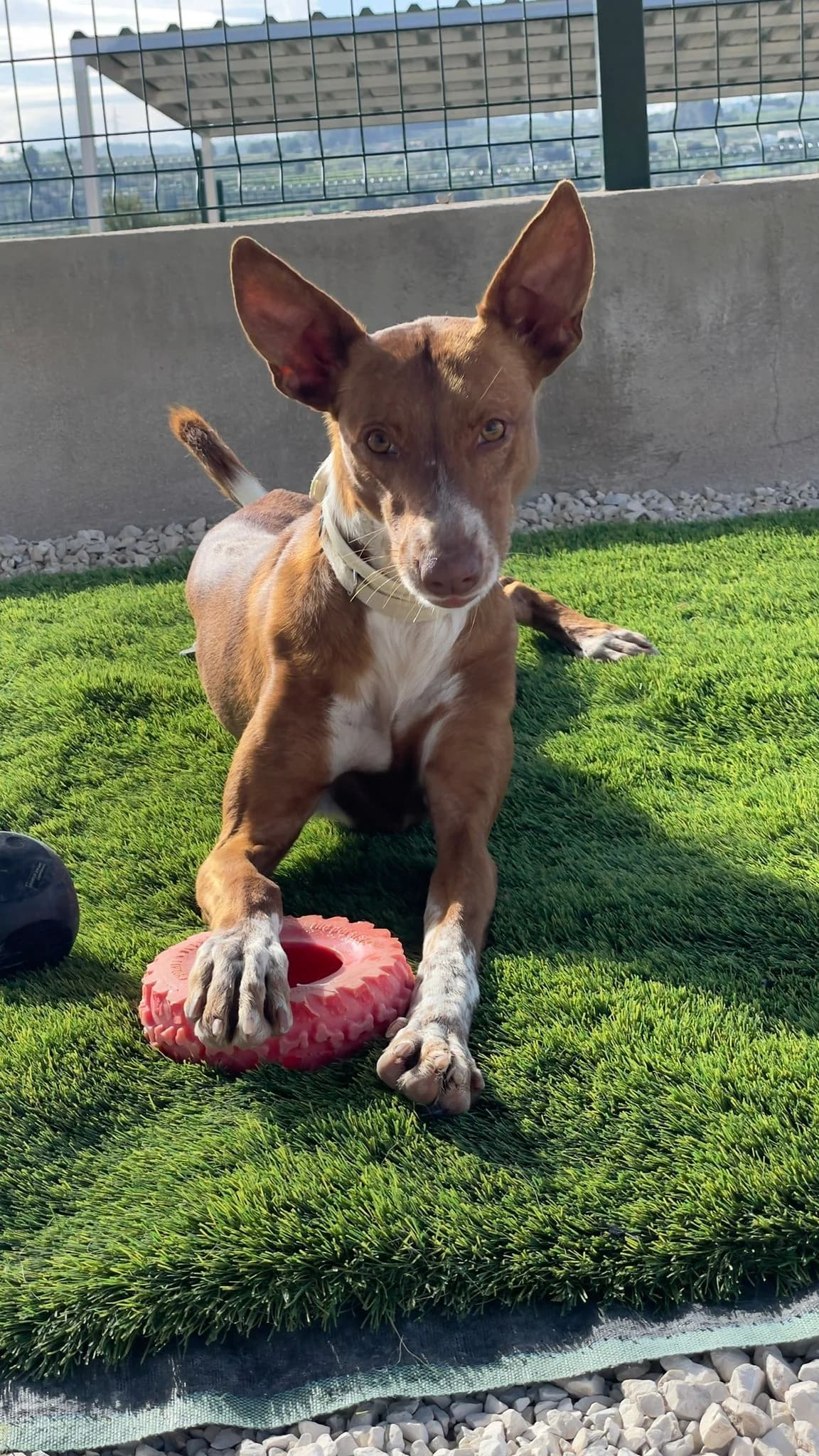 Canela, female Podenco for adoption at Akira Dog Shelter — photo 2 of 9