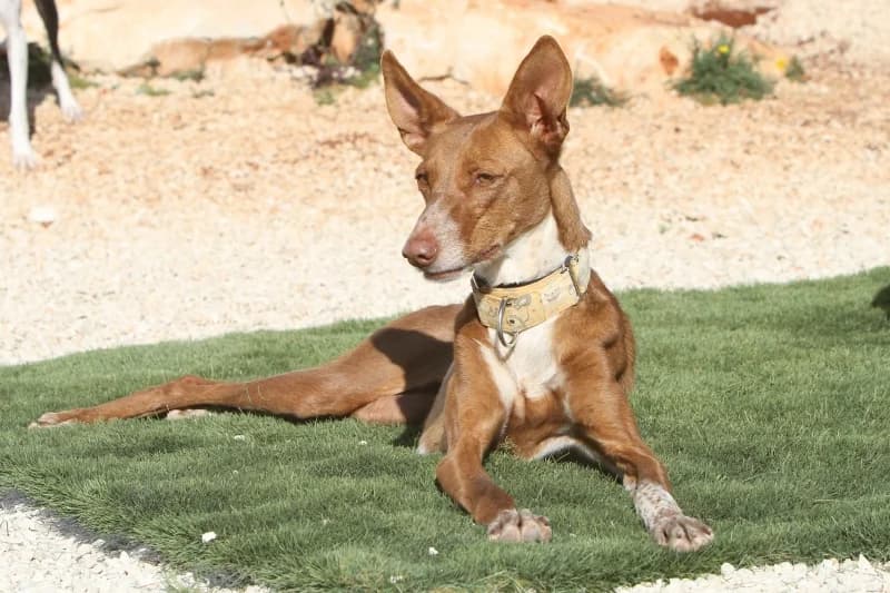 Canela, female Podenco for adoption at Akira Dog Shelter — photo 3 of 9