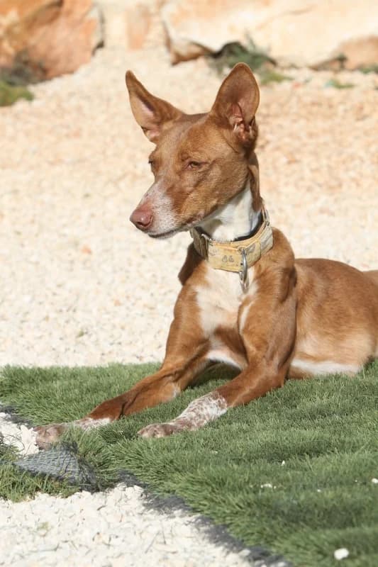 Canela, female Podenco for adoption at Akira Dog Shelter — photo 4 of 9