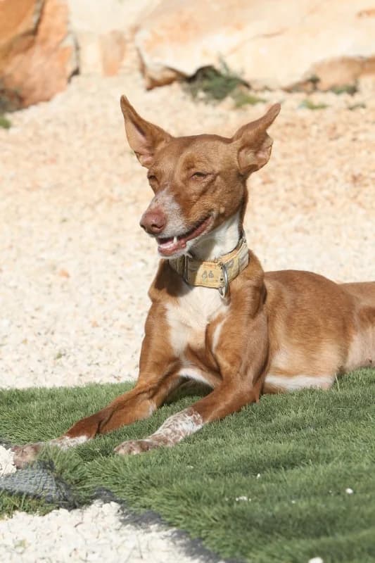 Canela, female Podenco for adoption at Akira Dog Shelter — photo 5 of 9