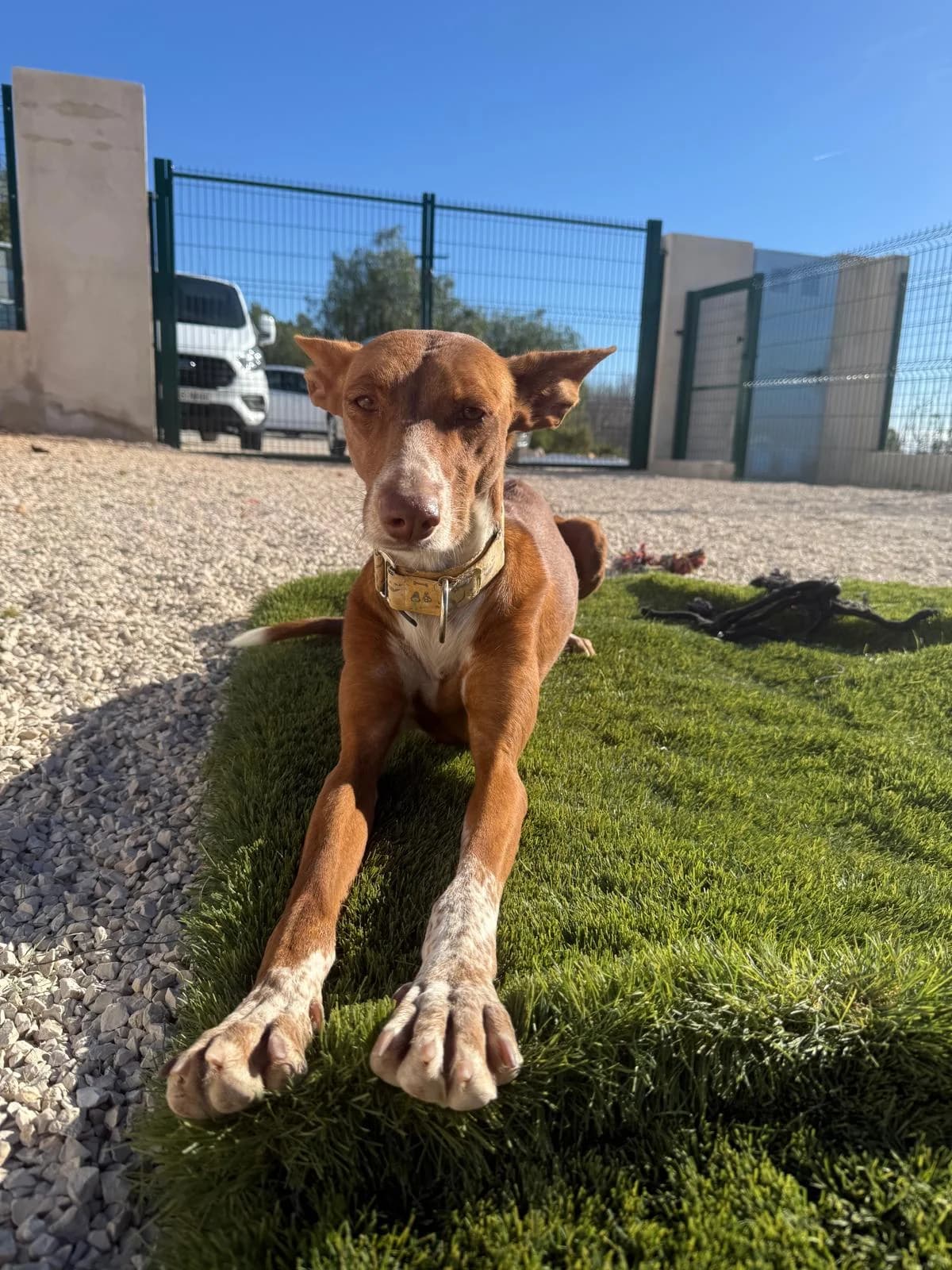Canela, female Podenco for adoption at Akira Dog Shelter — photo 6 of 9
