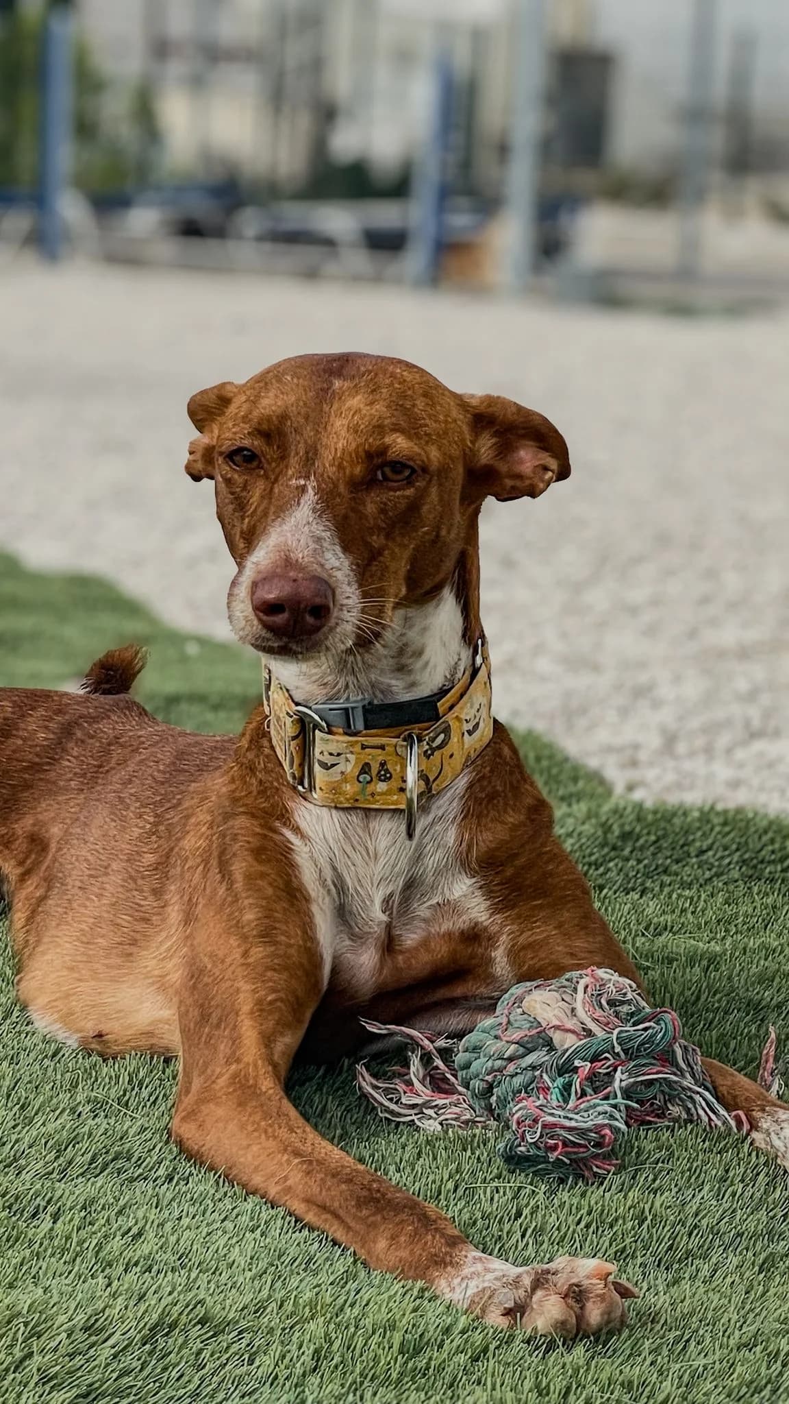 Canela, female Podenco for adoption at Akira Dog Shelter — photo 7 of 9