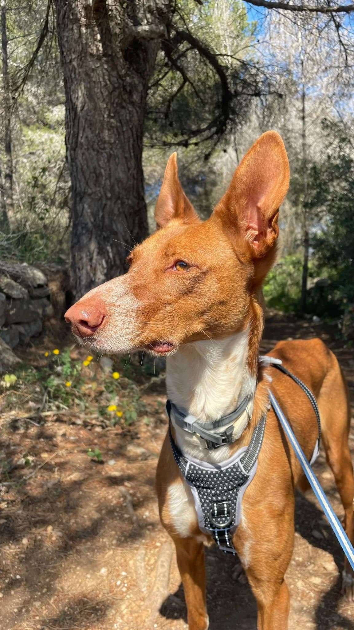 Canela, female Podenco for adoption at Akira Dog Shelter — photo 8 of 9