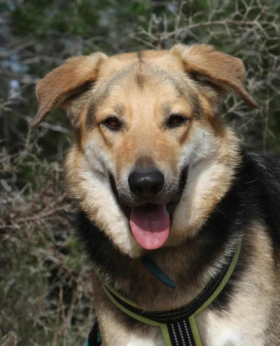 Clyde, male mixed breed for adoption at Akira Dog Shelter