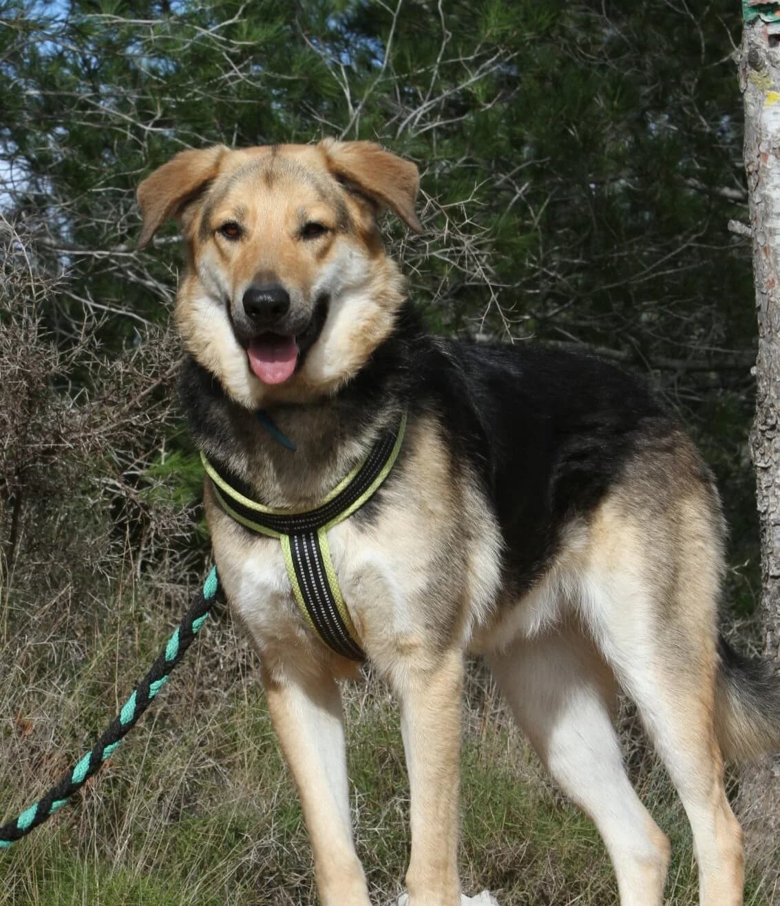 Clyde, male mixed breed for adoption at Akira Dog Shelter — photo 2 of 8