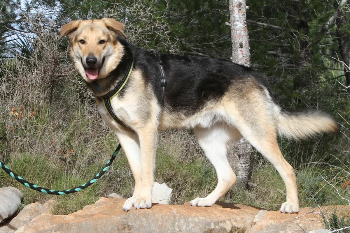 Clyde, male mixed breed for adoption at Akira Dog Shelter — photo 4 of 8