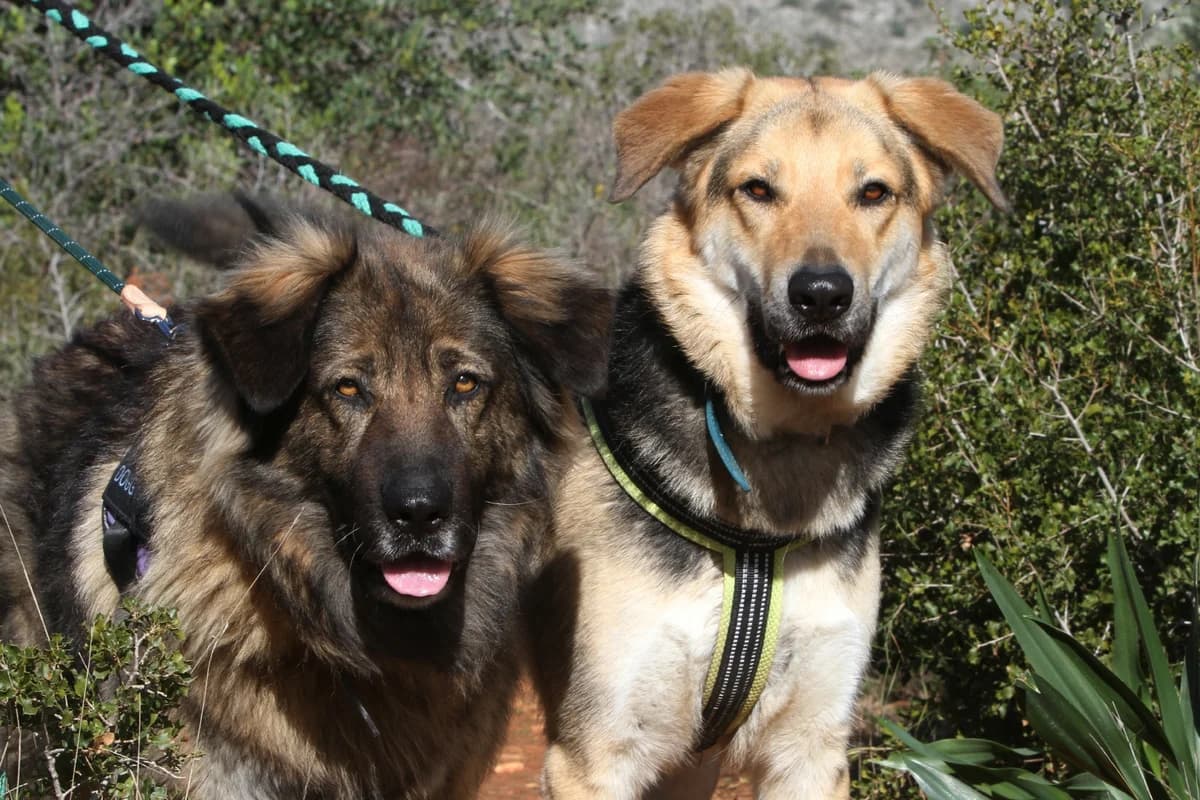 Clyde, male mixed breed for adoption at Akira Dog Shelter — photo 5 of 8