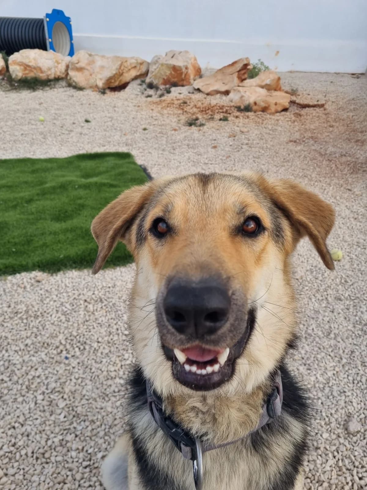 Clyde, male mixed breed for adoption at Akira Dog Shelter — photo 6 of 8