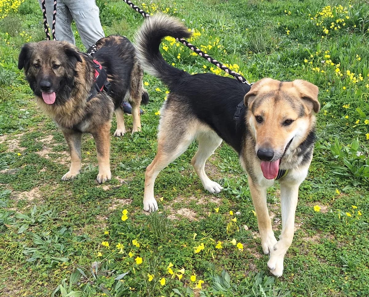 Clyde, male mixed breed for adoption at Akira Dog Shelter — photo 7 of 8