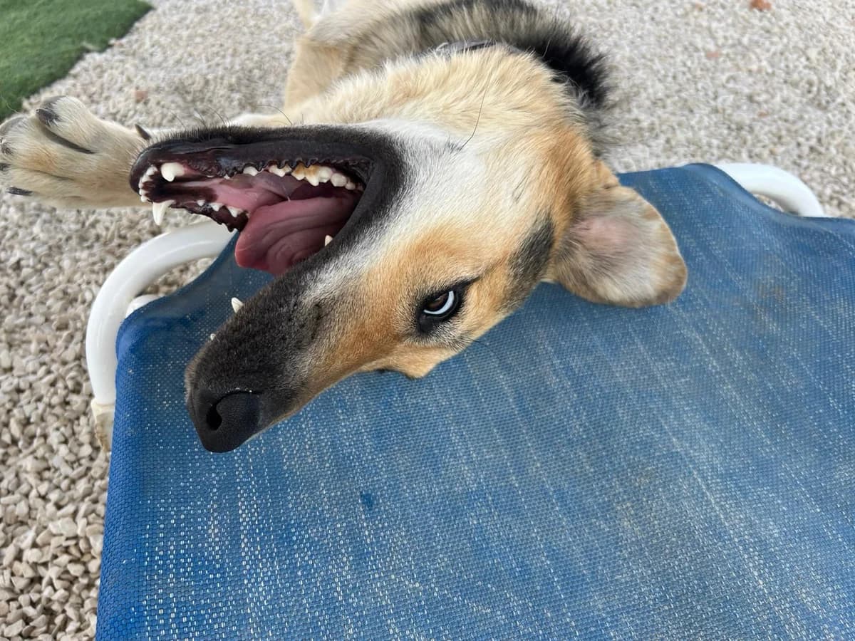 Clyde, male mixed breed for adoption at Akira Dog Shelter — photo 8 of 8