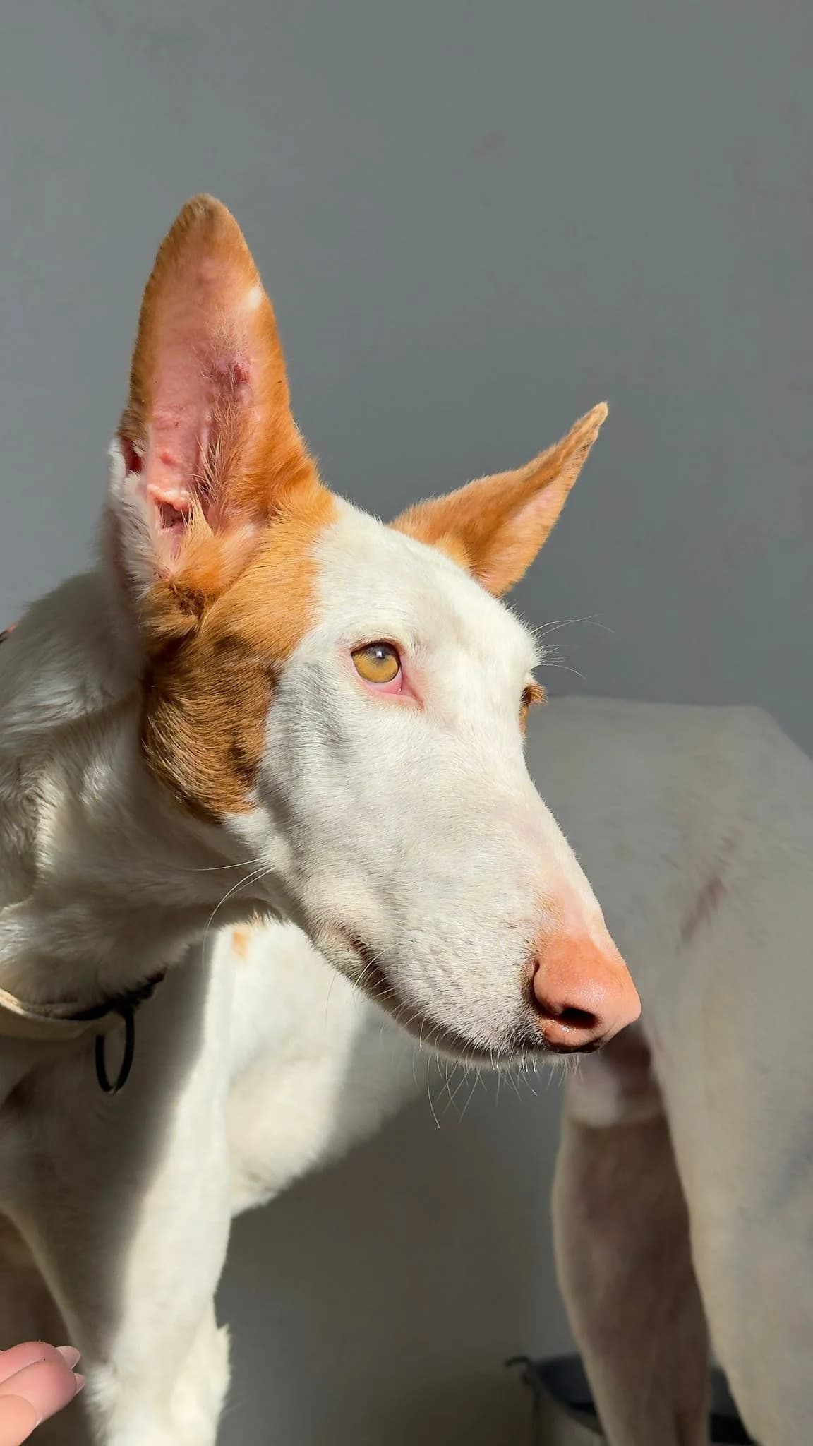 Deejay,  Podenco for adoption at Akira Dog Shelter