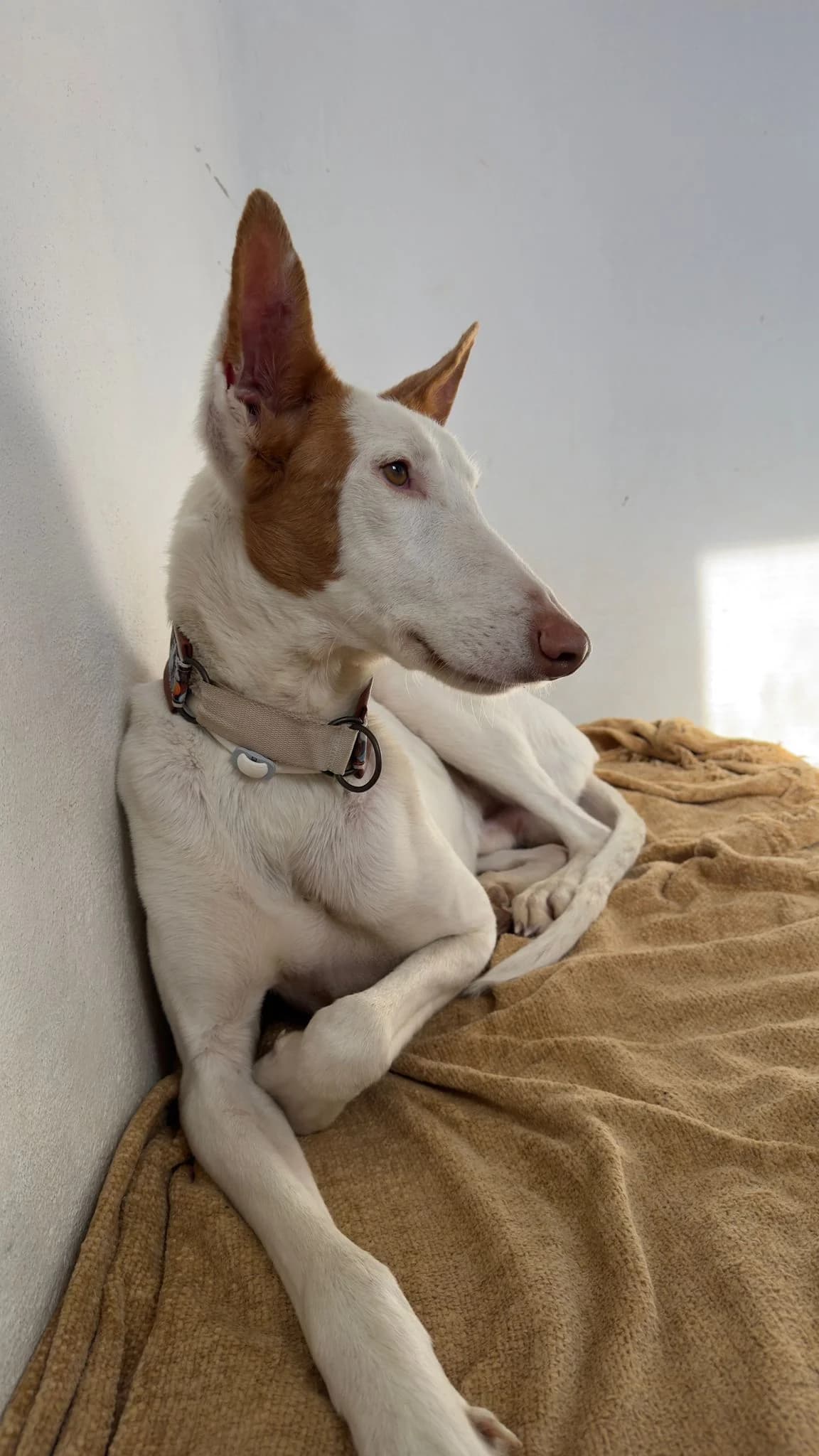 Deejay,  Podenco for adoption at Akira Dog Shelter — photo 2 of 7