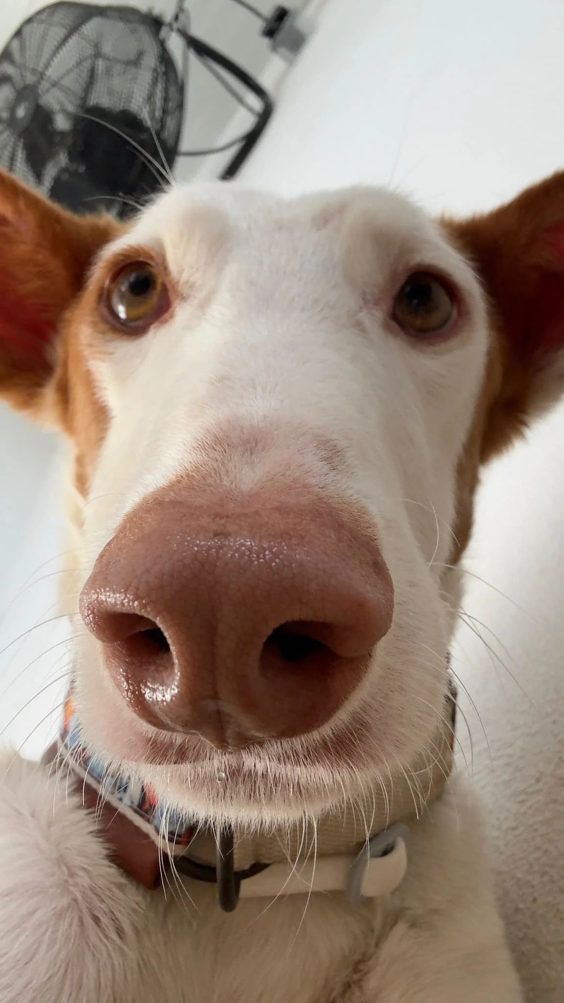 Deejay,  Podenco for adoption at Akira Dog Shelter — photo 3 of 7