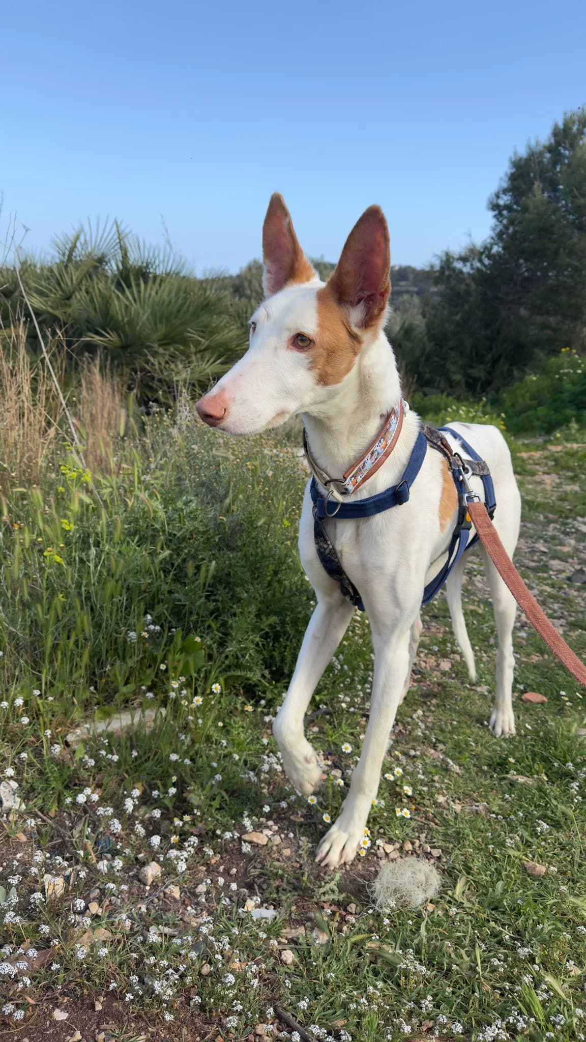 Deejay,  Podenco for adoption at Akira Dog Shelter — photo 4 of 7