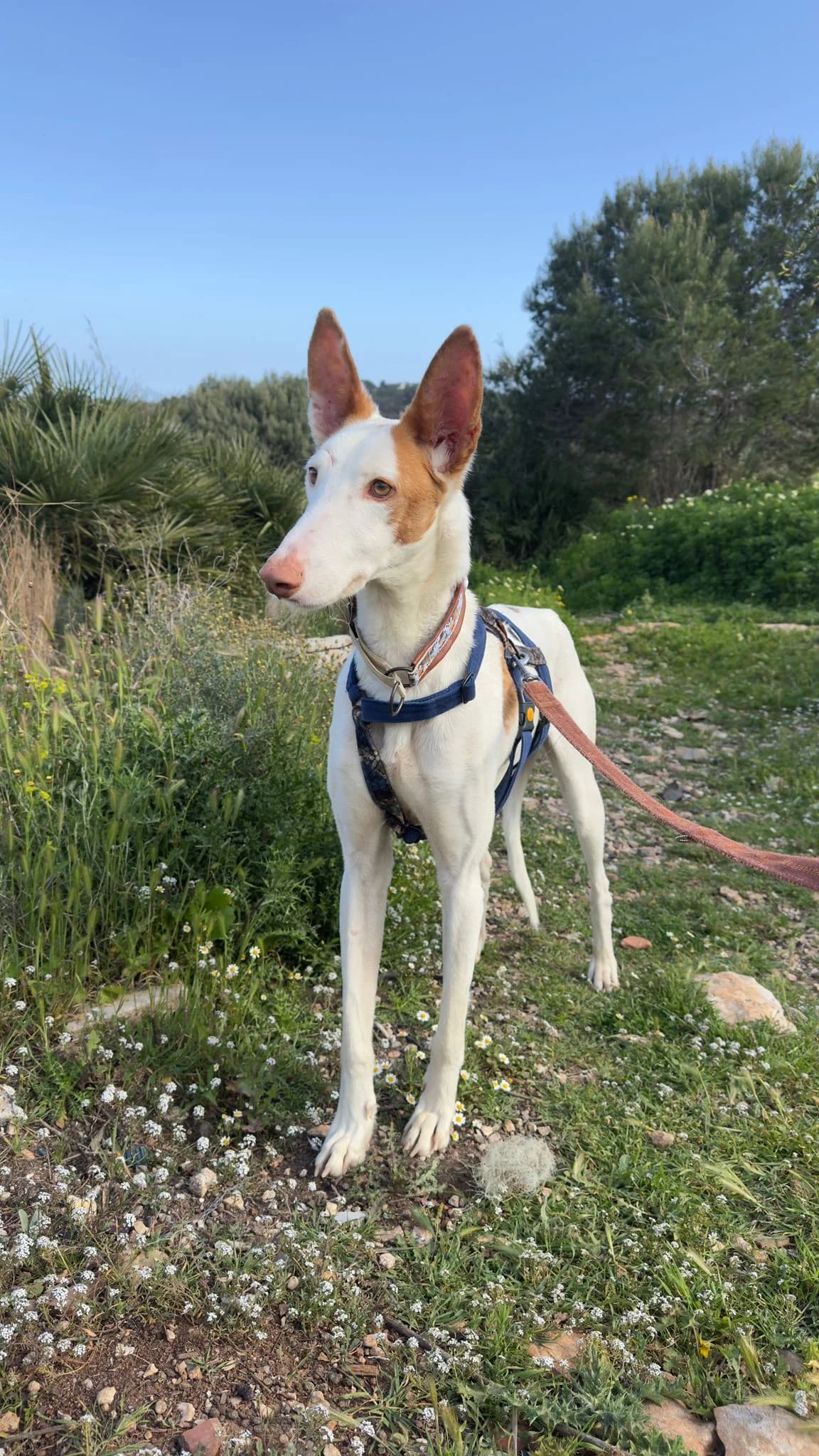 Deejay,  Podenco for adoption at Akira Dog Shelter — photo 5 of 7