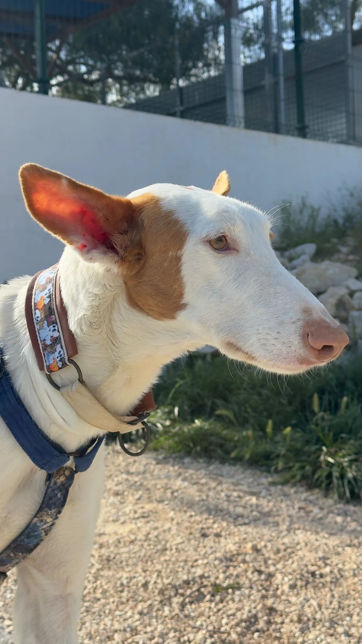 Deejay,  Podenco for adoption at Akira Dog Shelter — photo 6 of 7