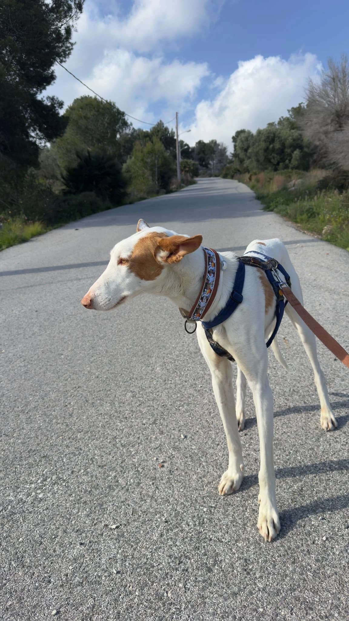 Deejay,  Podenco for adoption at Akira Dog Shelter — photo 7 of 7
