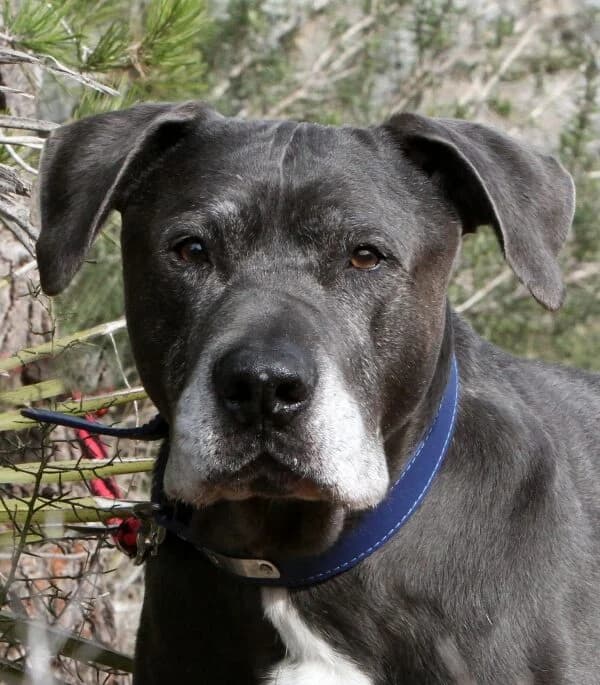 Dimitrie, male mixed breed for adoption at Akira Dog Shelter