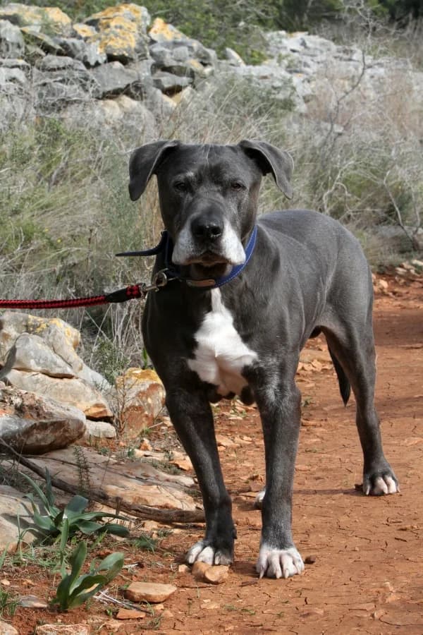 Dimitrie, male mixed breed for adoption at Akira Dog Shelter — photo 2 of 10