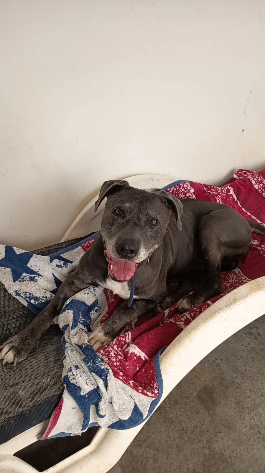 Dimitrie, male mixed breed for adoption at Akira Dog Shelter — photo 3 of 10