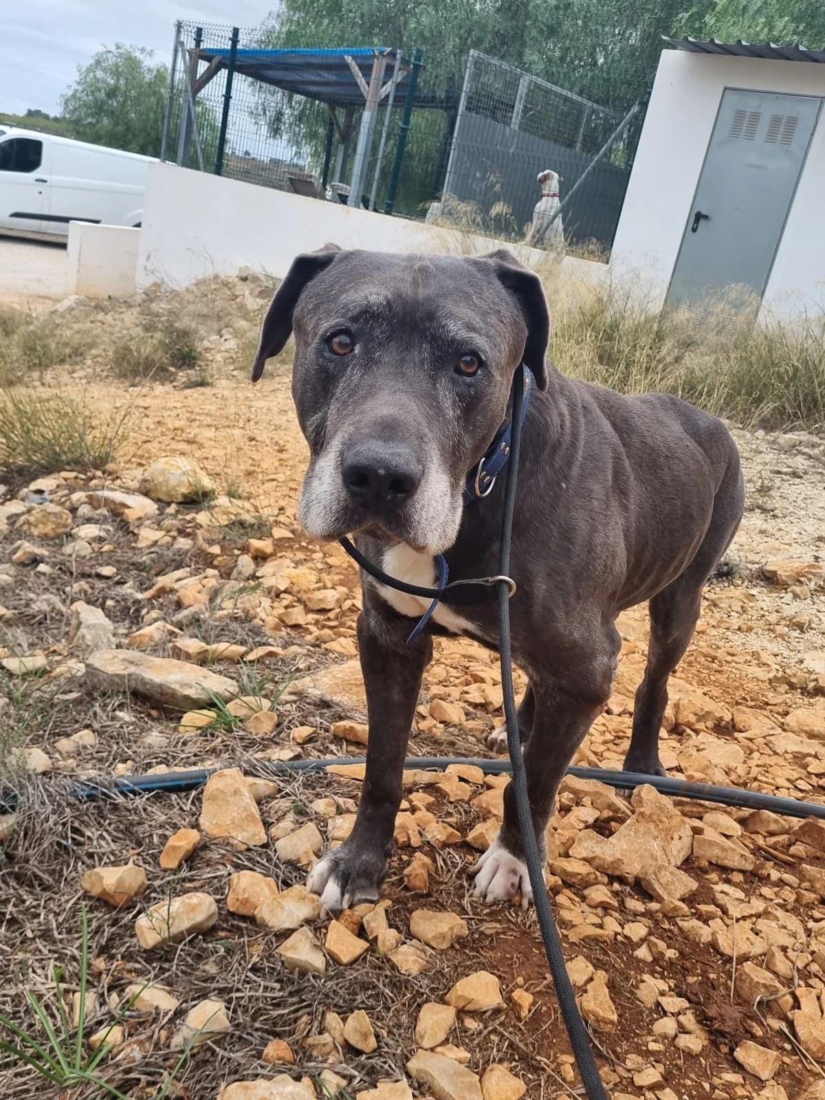Dimitrie, male mixed breed for adoption at Akira Dog Shelter — photo 4 of 10