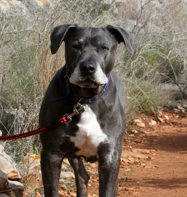 Dimitrie, male mixed breed for adoption at Akira Dog Shelter — photo 5 of 10