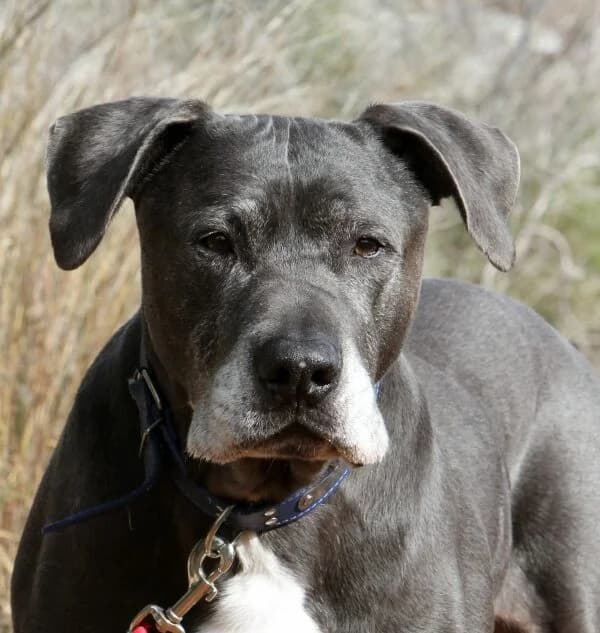 Dimitrie, male mixed breed for adoption at Akira Dog Shelter — photo 6 of 10