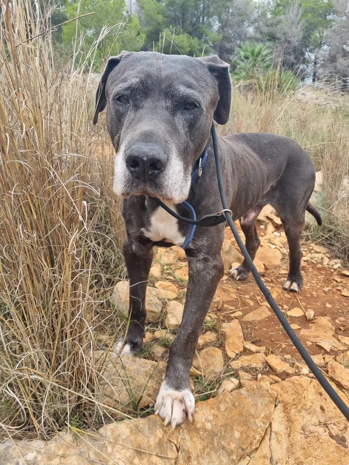 Dimitrie, male mixed breed for adoption at Akira Dog Shelter — photo 7 of 10