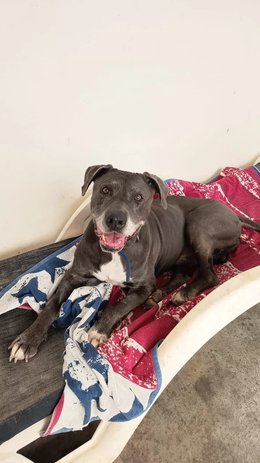 Dimitrie, male mixed breed for adoption at Akira Dog Shelter — photo 8 of 10