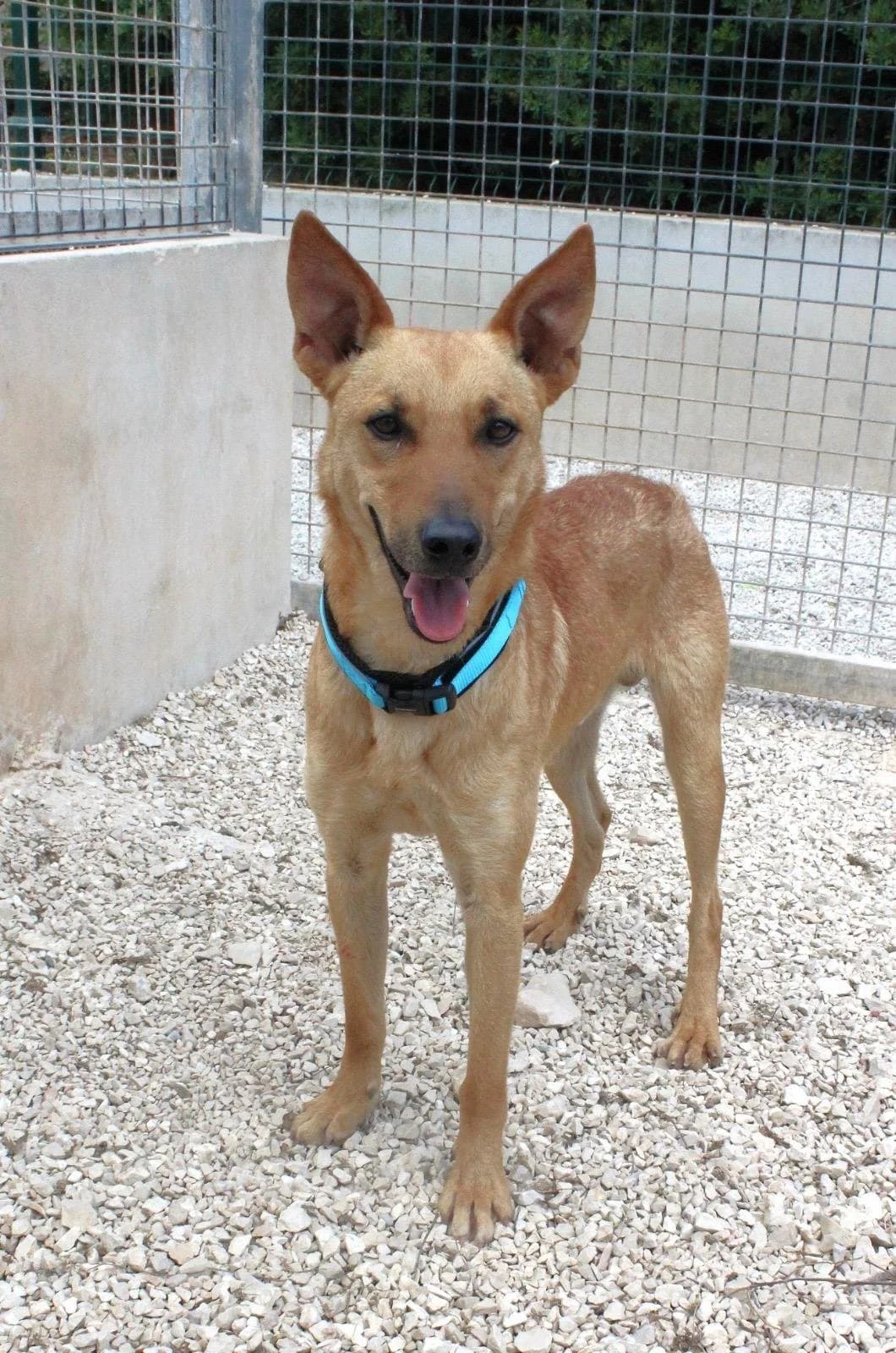 Dingo, young mixed breed for adoption at Akira Dog Shelter