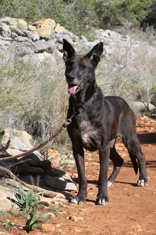 Duke, male mixed breed for adoption at Akira Dog Shelter