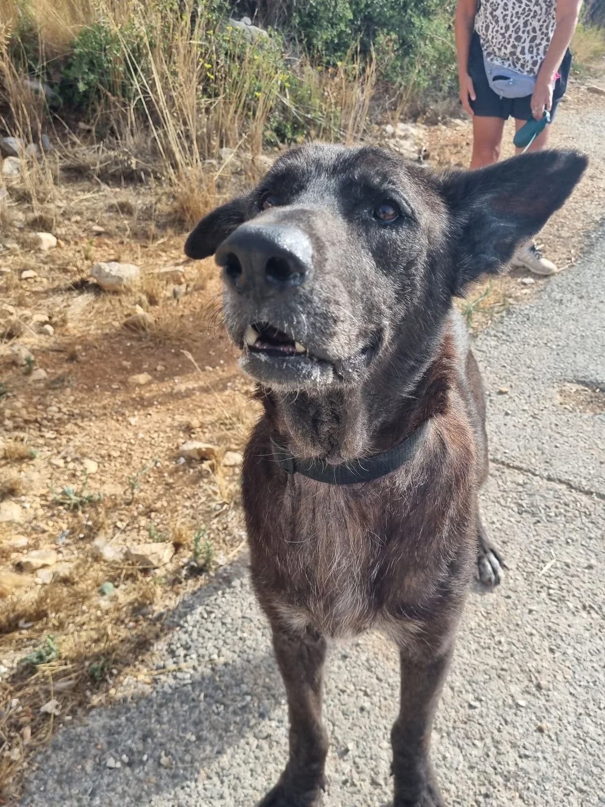 Duke, male mixed breed for adoption at Akira Dog Shelter — photo 2 of 10